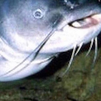 tuna.32's Avatar'
