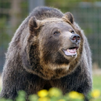Brutis.'s Avatar'
