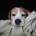 koichi11116's Avatar'