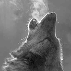 FentoQioZz_'s Avatar'