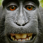 Monkecoom's Avatar'