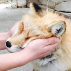 squishy-fox's Avatar'