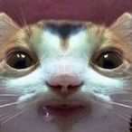 Pingisaqt's Avatar'