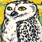 HootsHoots's Avatar'