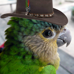 CowboyPerroquet's Avatar'