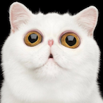 FBEnI1's Avatar'