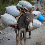 YeknodHatsam's Avatar