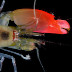PistolShrimp.'s Avatar'