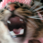 ITriedISwear's Avatar'