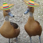 Thesicilianguy's Avatar'