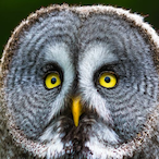 ZHenDeLag's Avatar'