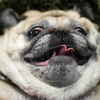 Pug-King's Avatar'