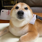 Manofshark's Avatar'