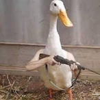 GooseyBoosey's Avatar'