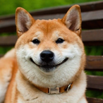 Happ_Shibe's Avatar'