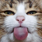 Frjendshjjpj's Avatar'