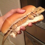 TheBigBrogie's Avatar'