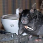 RatWifCiggie's Avatar'