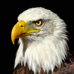 Nik_Fuentes's Avatar'