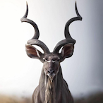 Kudu.'s Avatar'