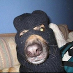 dazza8668's Avatar'
