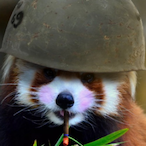 Badasscompany14's Avatar'