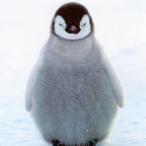 nevr caring's Avatar'