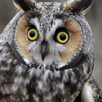 l3rokenwing's Avatar