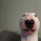 jacobstinky's Avatar'