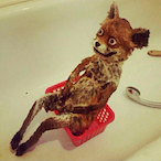 Vespirio__Fox's Avatar'