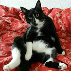 Proobs_Pommes's Avatar'