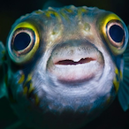 Shrimpin__'s Avatar'