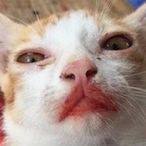 Kangfu_hoostle's Avatar'