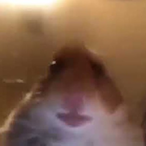 HamterDark's Avatar'