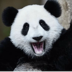 llllIIIlIIIIllI's Avatar'