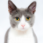 Swapnil_panda's Avatar