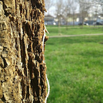 js take elo's Avatar'