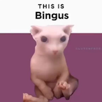 happy_bingus's Avatar'