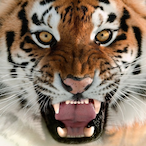 HuN_ReD_TiGeR's Avatar'