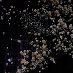 Fallin_Flower's Avatar'