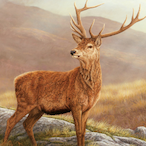 stag_swag's Avatar'