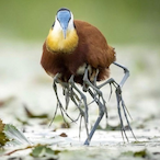 Nectivorous's Avatar'