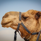 MrCamel.'s Avatar'