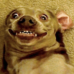 WetCondiment231's Avatar'