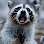 JeffeverRaccoon's Avatar'