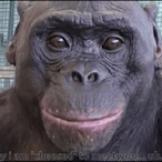 FunniMonke123's Avatar'