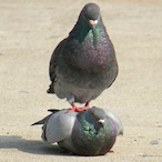 Dominant_Pigeon's Avatar'