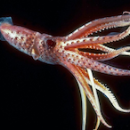 SquidSTAR.'s Avatar'