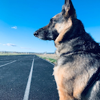 spiceomatic's Avatar'