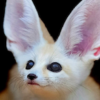 Fox.Hole's Avatar'